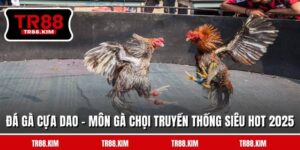 Đá Gà Cựa Dao - Môn Gà Chọi Truyền Thống Siêu Hot 2025