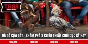 Đá Gà Cựa Sắt - Khám Phá 3 Chiến Thuật Chơi Cực Kỳ Hay