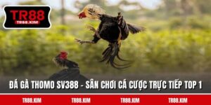 Đá Gà Thomo SV388 - Sân Chơi Cá Cược Trực Tiếp Top 1