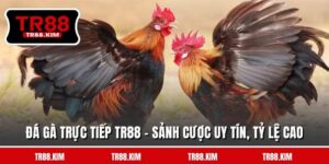 Đá Gà Trực Tiếp TR88 - Sảnh Cược Uy Tín, Tỷ Lệ Cao