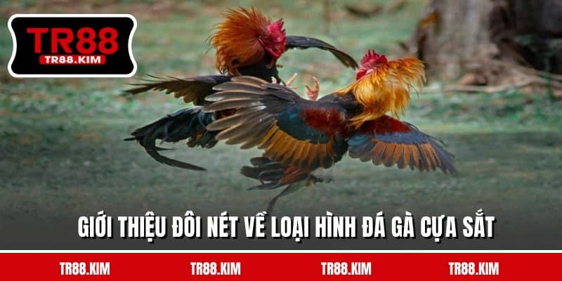 Giới thiệu đôi nét về loại hình đá gà cựa sắt Giới thiệu đôi nét về loại hình đá gà cựa sắt