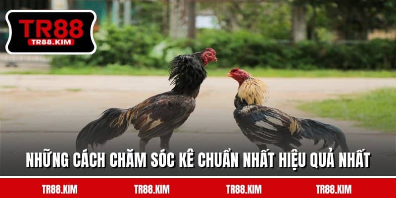 Những cách chăm sóc kê chuẩn nhất hiệu quả nhất Những cách chăm sóc kê chuẩn nhất hiệu quả nhất