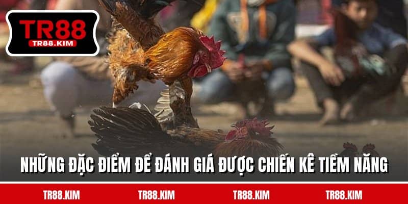 Những đặc điểm để đánh giá được chiến kê tiềm năng Những đặc điểm để đánh giá được chiến kê tiềm năng