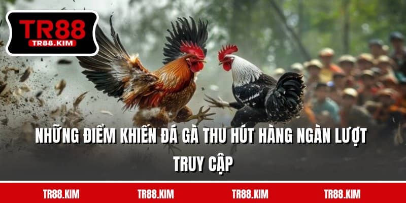 Những điểm khiến đá gà thu hút hàng ngàn lượt truy cập Những điểm khiến đá gà thu hút hàng ngàn lượt truy cập