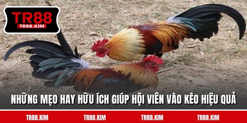 Những mẹo hay hữu ích giúp hội viên vào kèo hiệu quả Những mẹo hay hữu ích giúp hội viên vào kèo hiệu quả