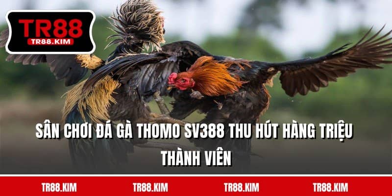 Sân chơi đá gà Thomo SV388 thu hút hàng triệu thành viên Sân chơi đá gà Thomo SV388 thu hút hàng triệu thành viên