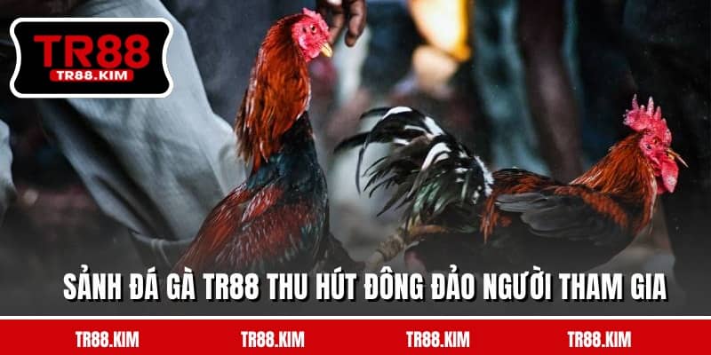 Sảnh đá gà TR88 thu hút đông đảo người tham gia Sảnh đá gà TR88 thu hút đông đảo người tham gia