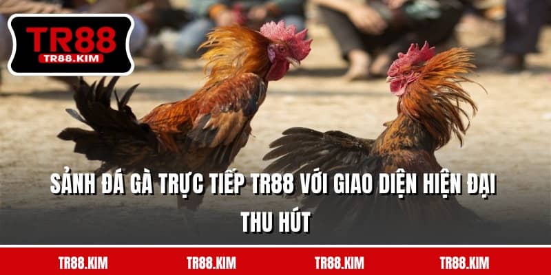 Sảnh đá gà trực tiếp TR88 với giao diện hiện đại thu hút