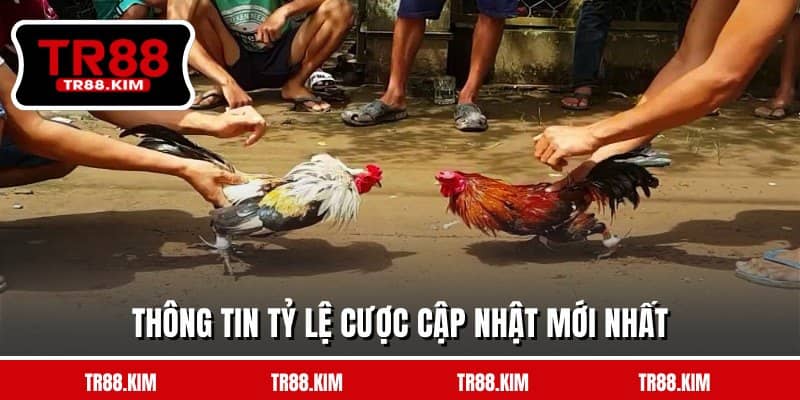 Thông tin tỷ lệ cược cập nhật mới nhất Thông tin tỷ lệ cược cập nhật mới nhất