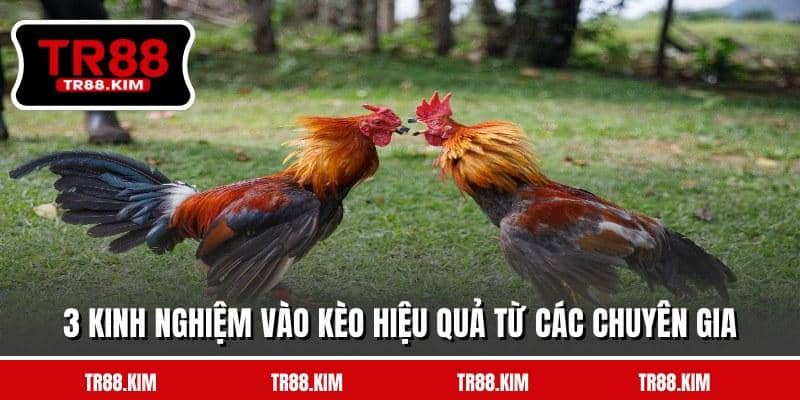 3 Kinh nghiệm vào kèo hiệu quả từ các chuyên gia 3 Kinh nghiệm vào kèo hiệu quả từ các chuyên gia