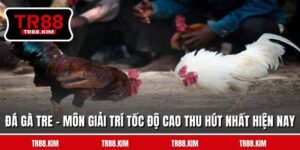 Đá Gà Tre - Môn Giải Trí Tốc Độ Cao Thu Hút Nhất Hiện Nay