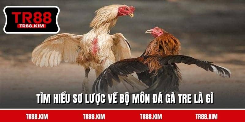 Tìm hiểu sơ lược về bộ môn đá gà tre là gì Tìm hiểu sơ lược về bộ môn đá gà tre là gì